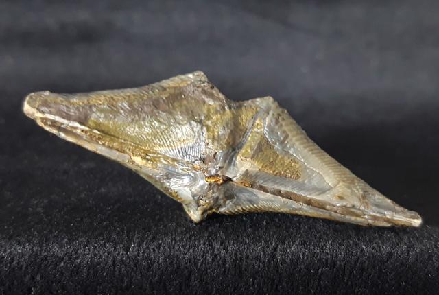 Cyrtospirifer verneuili (MURCHISON 1840) - Bild © FossNet FossilienStore